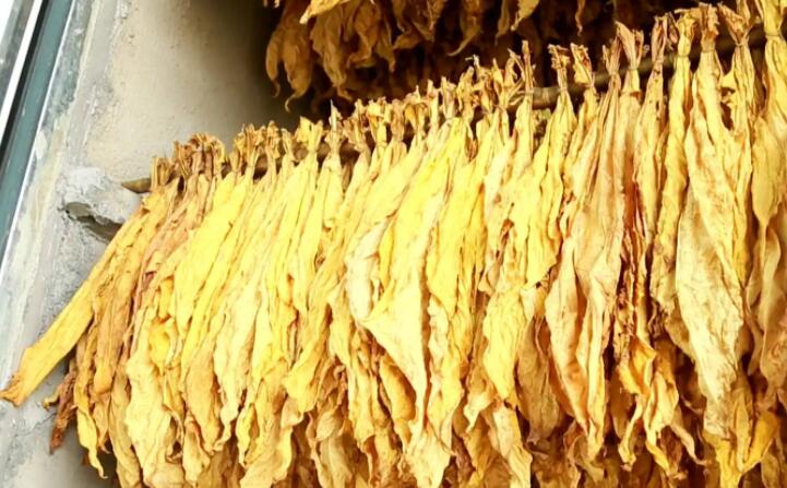 木屑顆粒燃料烘烤煙葉可以嗎？